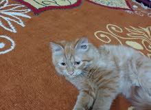 قطط شيرازي انثى عمرها 3 اشهر والفحل عمرة 5 أشهر
