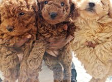 Toy Poodles for sale