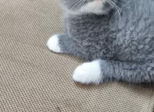 قط سكوتش فولد مميز.Scottish fold unique قط سكوتش فولد مميز.Scottish fold unique