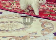 قط ذكر للبيع شيرازي قط ذكر للبيع شيرازي