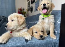 جراوي جوولدن ريتريفرز golden retriever puppies جراوي جوولدن ريتريفرز golden retriever puppies
