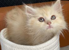 persian persian