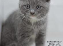 Scottish cat Scottish cat