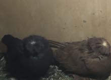 زوجين بخاره +زوج نكرو زوجين بخاره +زوج نكرو
