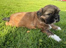 Shihtzu for Rehoming
