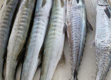 X FOX for fishing trips in Abu Dhabiرحلات بحرية X FOX for fishing trips in Abu Dhabiرحلات بحرية