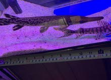 بيع او بدل Alligator gar & Tiger catfish بيع او بدل Alligator gar & Tiger catfish