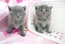 Scottish fold and british short hair kittens available in dubai by German breede Scottish fold and british short hair kittens available in dubai by German breede