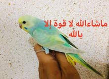 رينبو درجة اولى رينبو درجة اولى