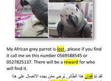 Lost african grey Lost african grey