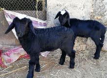 كباشه نجديات سمان فل كباشه نجديات سمان فل