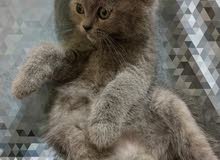 female british kitten 3 months old female british kitten 3 months old
