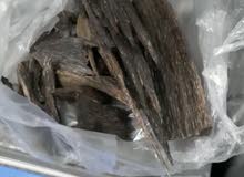Indonesian Oud