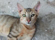 قطة للبيع فصيلة سوكوكي عمرها 5اشهر