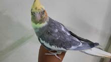 3 cockatiels for sale with cage 3 cockatiels for sale with cage