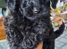 BLACK TOY POODLE BLACK TOY POODLE