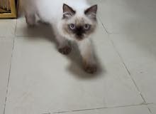 Persian kitten male Persian kitten male