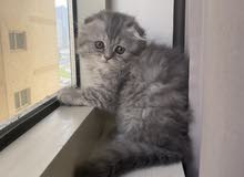 Scottish fold Scottish fold