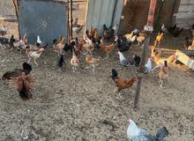 دجاج بلدي في مكة دجاج بلدي في مكة