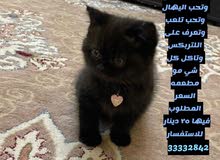 قطه للبيع قطه للبيع