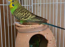 budgie pair for Rehoming