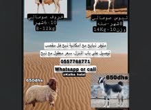 (متوفر ذبايح مذبوح (مع امكانيه ذبح فل مقصب (متوفر ذبايح مذبوح (مع امكانيه ذبح فل مقصب