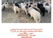 ذبايح نعيمي ذبايح نعيمي