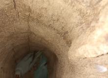 زوج طيور دره زوج طيور دره