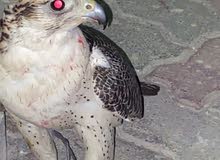 جير شاهين جير شاهين