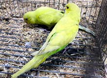 طيور حب اقره الوصف طيور حب اقره الوصف