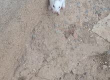 أرنب ابيض نظيف أرنب ابيض نظيف