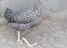 دجاجة عربية اصل دجاجة عربية اصل