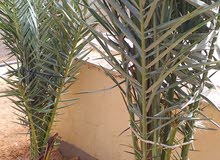 2نخلات (فسائل)للبيع طالاعات من نخلة دكار 2نخلات (فسائل)للبيع طالاعات من نخلة دكار