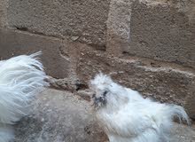 ديج ودجاجه نوع سلكي ديج ودجاجه نوع سلكي