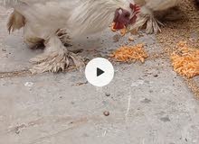 دجاج زينه دجاج زينه