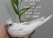 Albino Baby cockatiel فرخ كوكتيل البينو Albino Baby cockatiel فرخ كوكتيل البينو