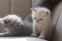 kitten kitten