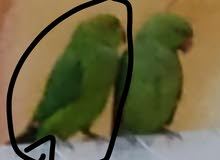 ببغاء دره انثى اليفه للبيع ببغاء دره انثى اليفه للبيع