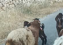 خروف سوبر لحم للبيع