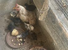 15 جاجة  وجاج مع 8 صيصان