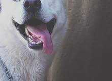 husky white husky white