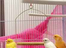 كناري ذكرين وانثى كناري ذكرين وانثى