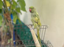 بغبغاء دره غير اليف يطلع من القفص عادي ناقصه مكملات غذائية العمر غير معروف ياكل من اليد بغبغاء دره غير اليف يطلع من القفص عادي ناقصه مكملات غذائية العمر غير معروف ياكل من اليد