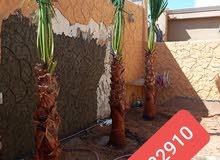 نخل واشنطن ونخل عربي 0532282910 نخل واشنطن ونخل عربي 0532282910