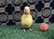 لوف بيرد لوف بيرد