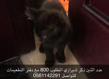 قط شيرازي وقطه همالايا قط شيرازي وقطه همالايا