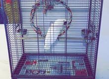 4 months old cockatoo with cage 4 months old cockatoo with cage