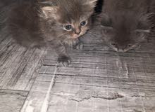 البيع القطط شرازي البيع القطط شرازي
