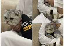 سكوتش فولد ذكر عيونه خضر ذيله قصير منتج ونتاجه جميل جدا سكوتش فولد ذكر عيونه خضر ذيله قصير منتج ونتاجه جميل جدا