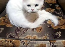 قطه شيرازيه قطه شيرازيه